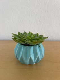 Artificial Succulent in Blue Ceramic Pot