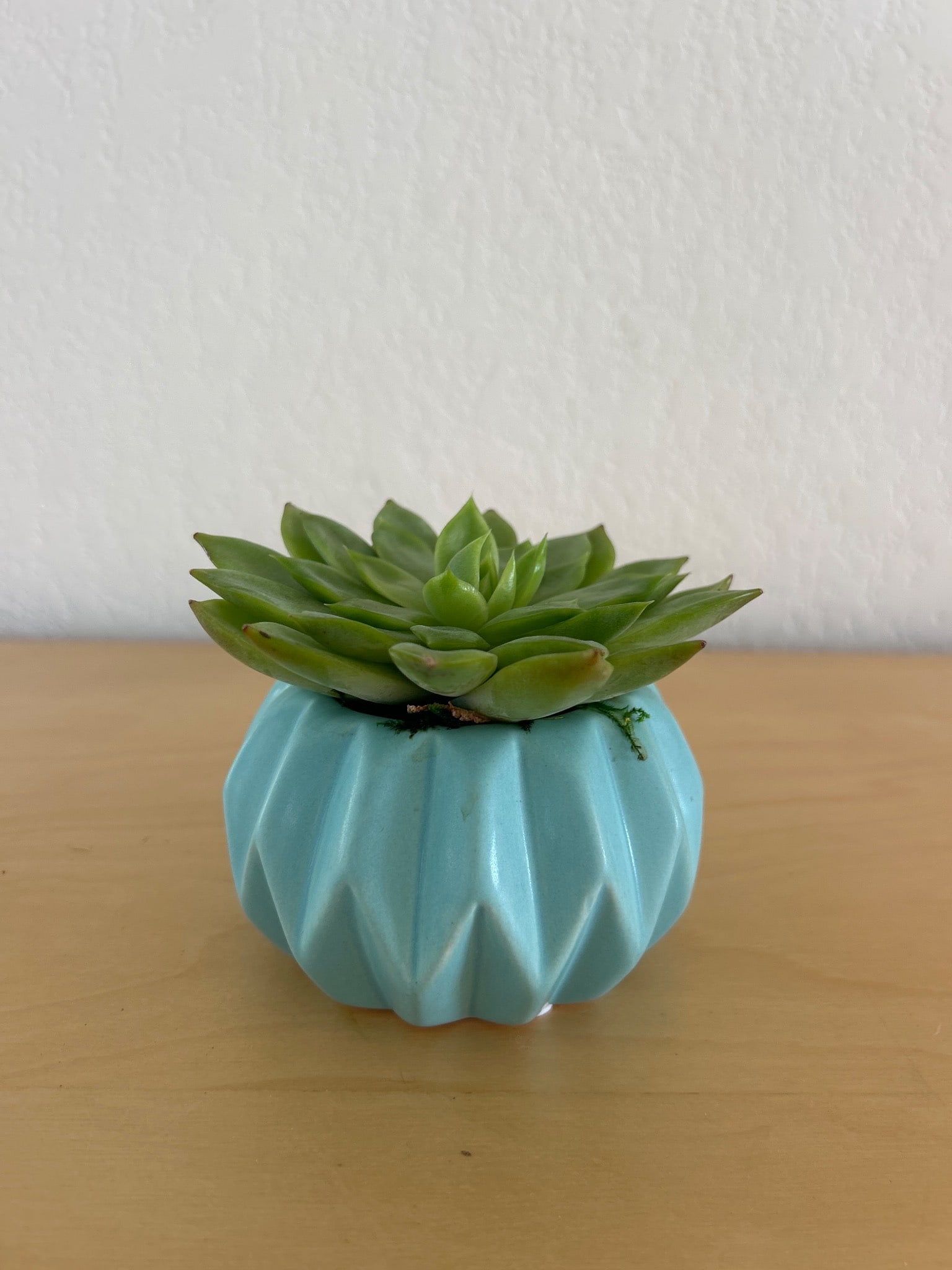 Artificial Succulent in Blue Ceramic Pot: Artificial succulent plant displayed in a light blue ceramic pot with a pleated design. The pot has protective feet on the bottom for surface safety. The succulent is constructed of durable materials