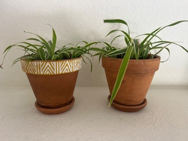 Potted Spider Plants in Terracotta Pots with Saucers