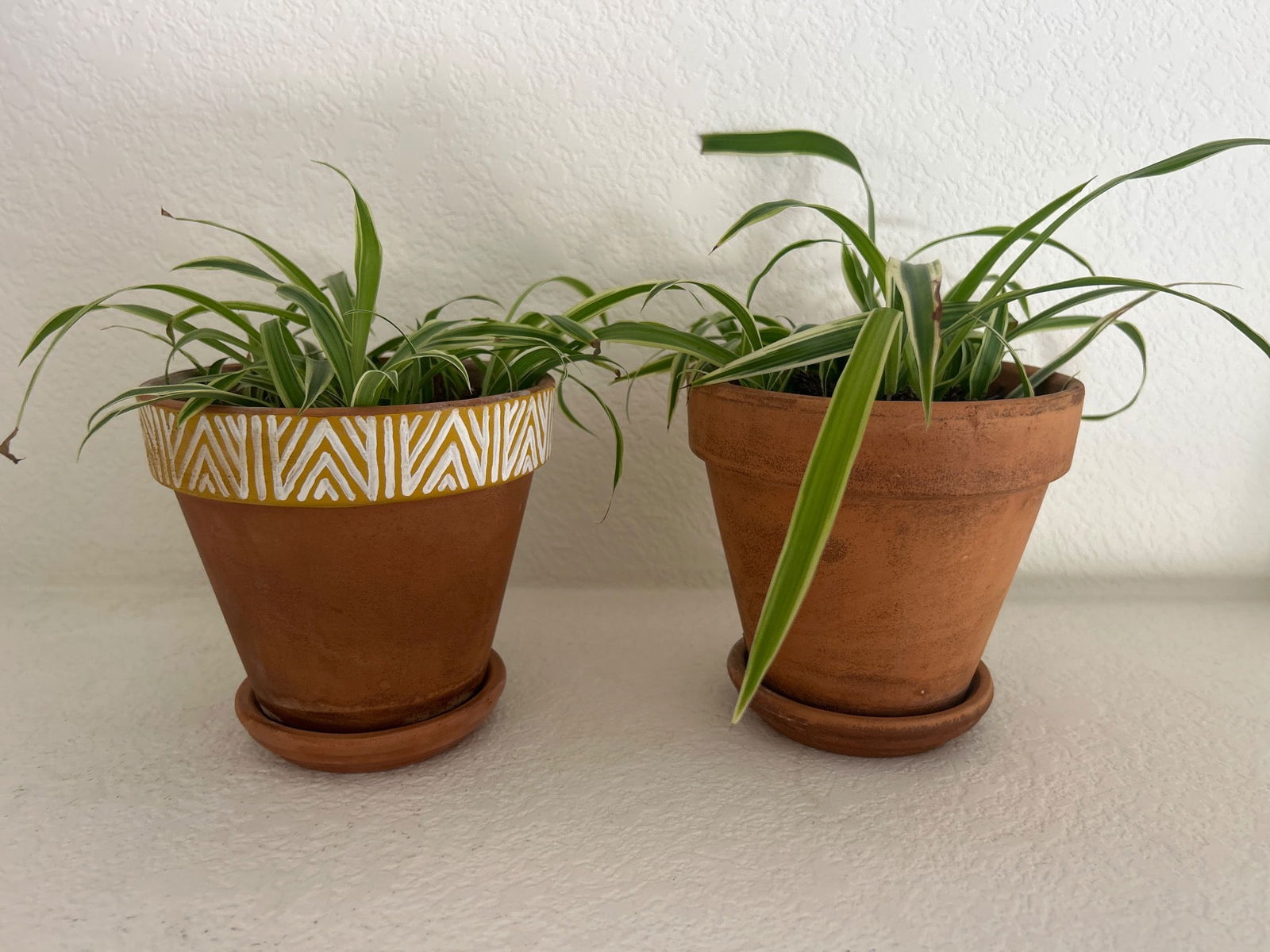 Potted Spider Plants in Terracotta Pots with Saucers: Live spider plants housed in terracotta pots, one featuring a hand-painted white and yellow geometric pattern around the rim. Each pot includes a coordinating saucer for water drainage. These ready-to