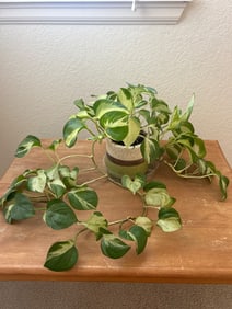 Pothos Plant in Two-Tone Ceramic Pot