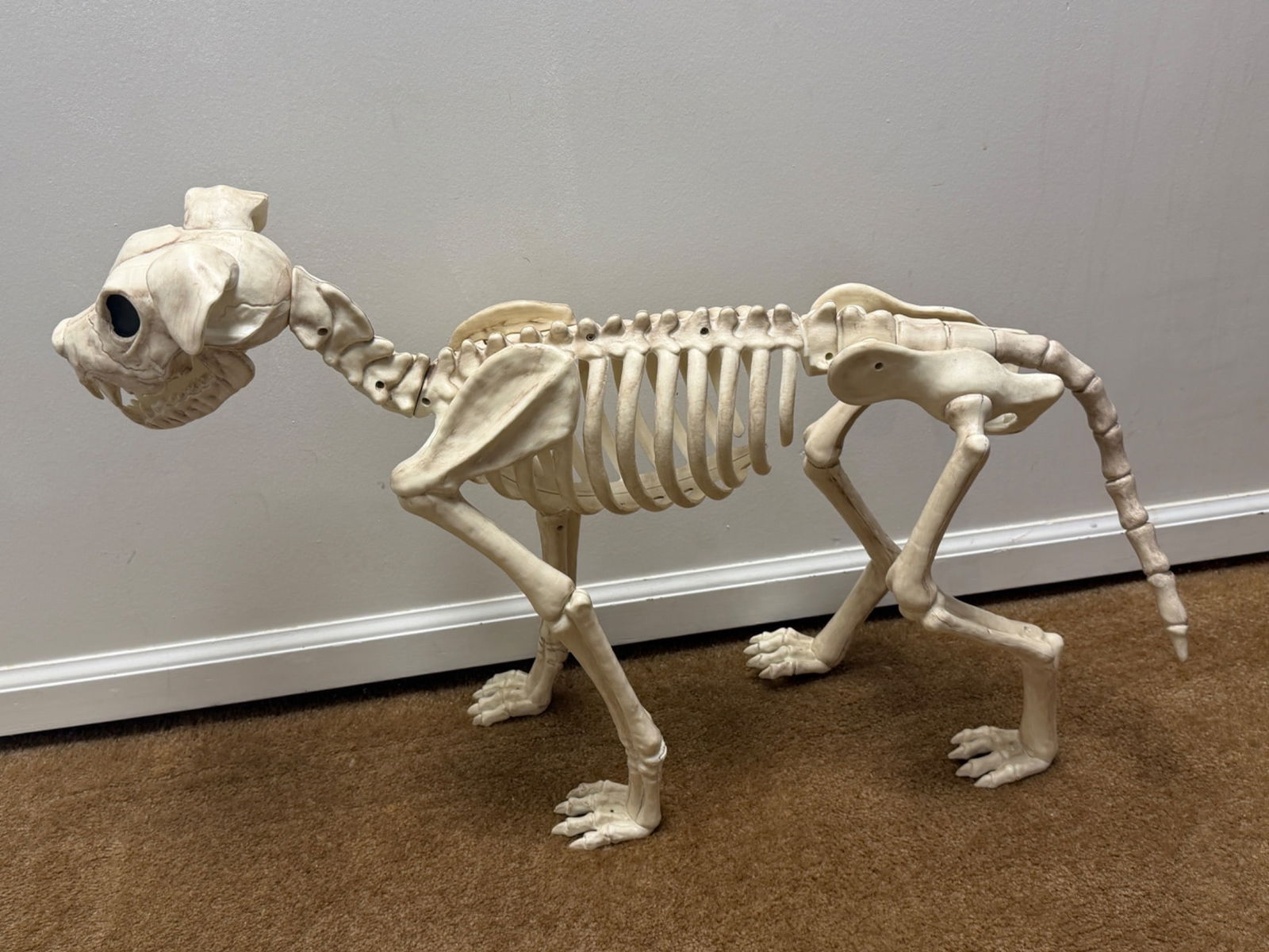 Lifesize Plastic Canine Skeleton Model for Educational or Decorative Use: Lifesize plastic canine skeleton replica featuring a detailed anatomical design. This item is ideal for educational or decorative purposes and displays accurate bone structure. Made from durable plast