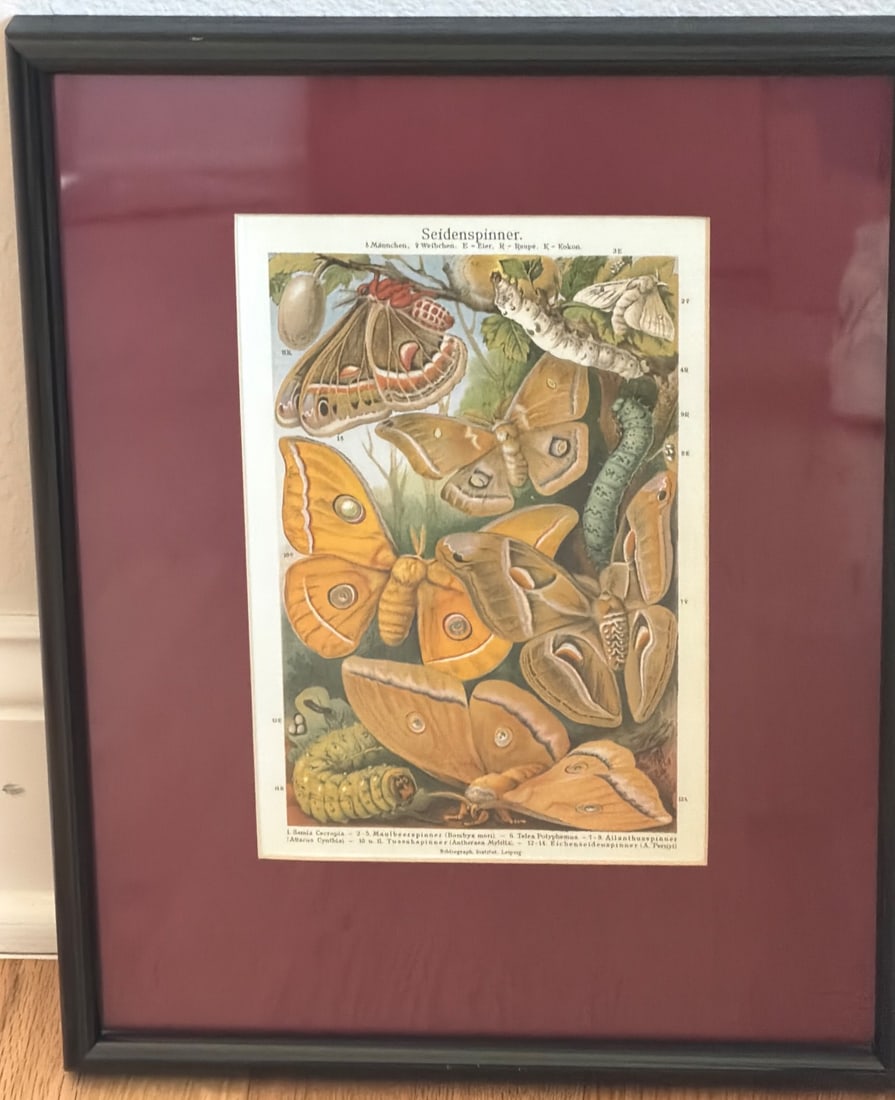 Framed Vintage-Style Seidenspinner Moth Illustration: Framed Seidenspinner moth illustration depicting various moth species and life stages, labeled in German and Latin. Print sourced from Aaron Brothers Art & Framing, with a modern frame made in China.
