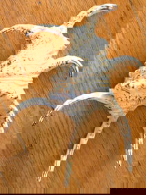 Large Spider Conch Shell with Natural Patterns