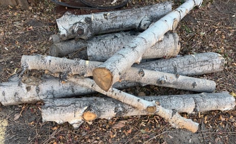 Cut Birch Logs for Firewood or Craft Projects