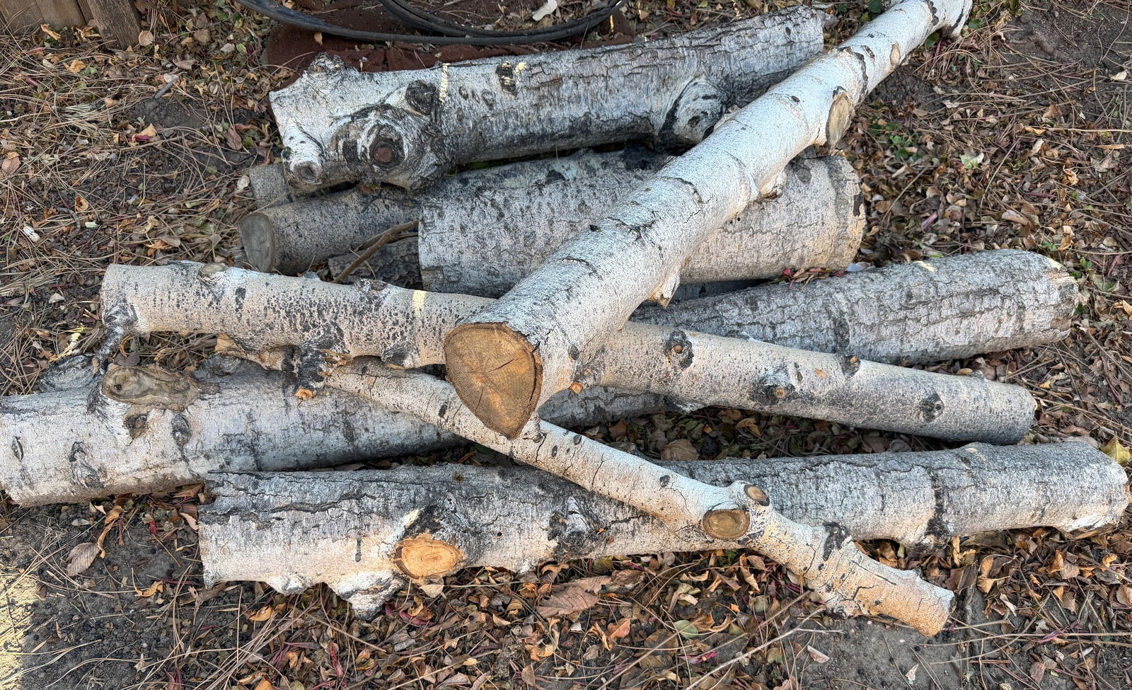 Cut Birch Logs for Firewood or Craft Projects (1 of 1)