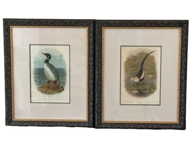 Framed Ornithological Prints by Gould and Richter