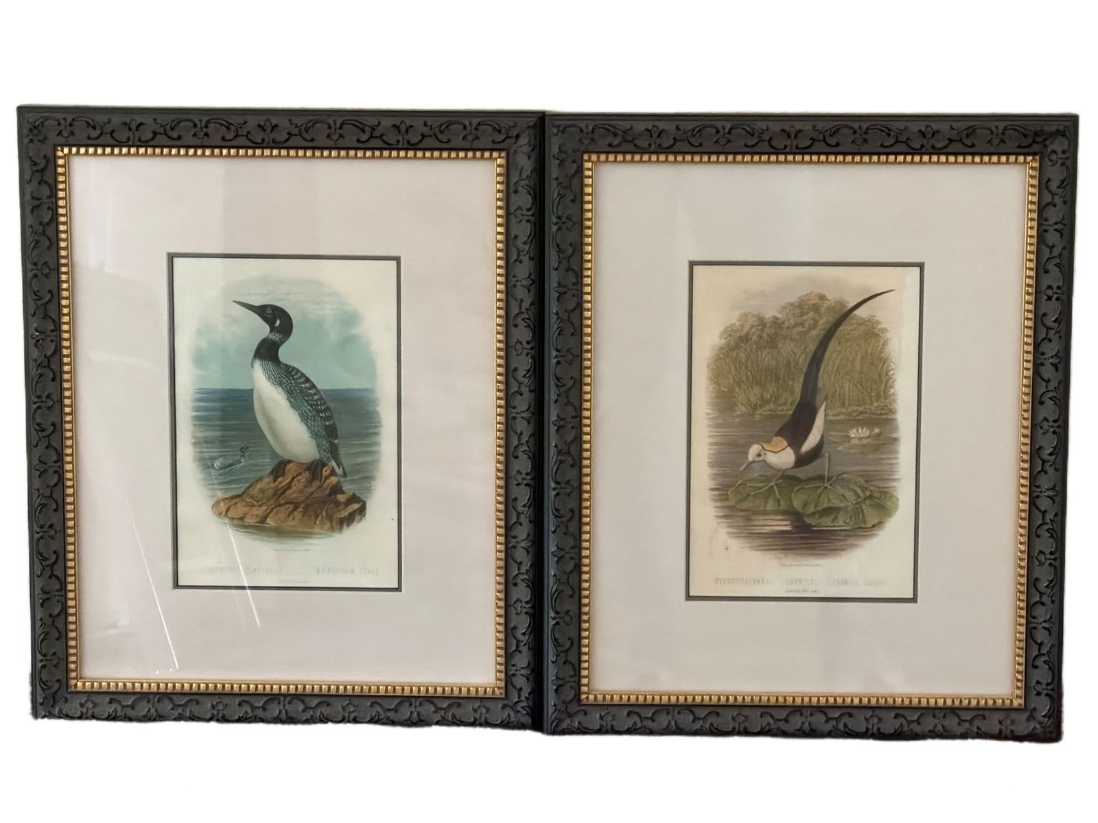 Framed Ornithological Prints by Gould and Richter: Ornithological prints depicting species labeled 'Colymbus Glacialis – Northern Diver' and 'Hydrophasianus Sinesis – Chinese Jacana.' Based on works by John Gould, printed by Richter, as identified
