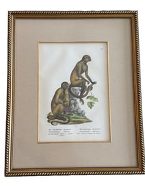 Framed Hand-Colored Engraving of Monkeys on Parchment