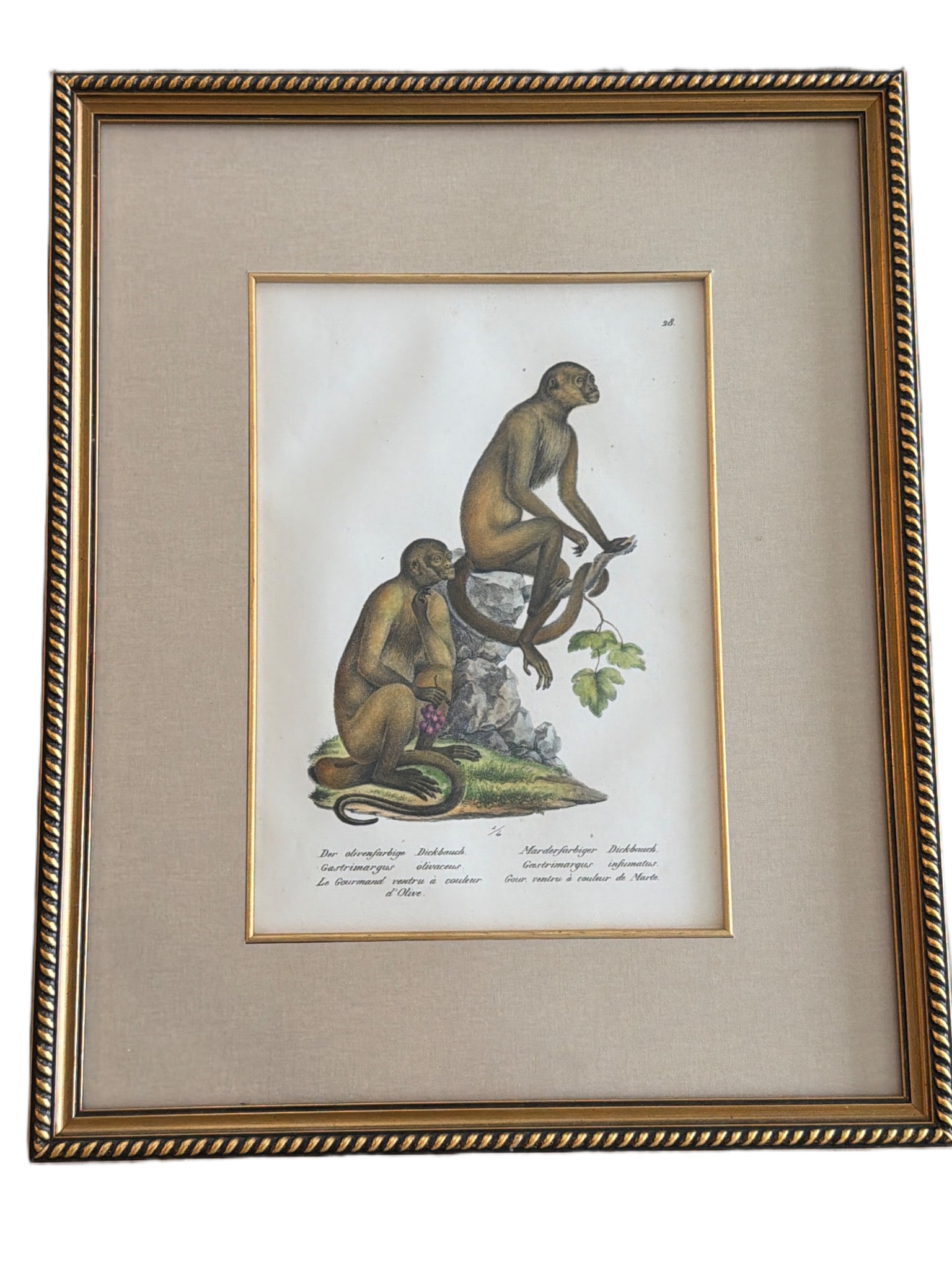 Framed Hand-Colored Engraving of Monkeys on Parchment (1 of 5)