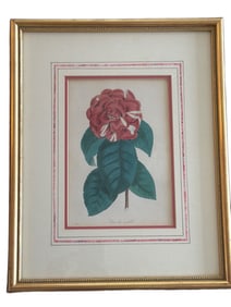 Hand-Colored Botanical Engraving ‘Camellia Mutabilis’ by E.D. Smith in Gilt Frame