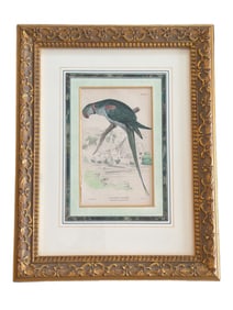 Framed Hand-Colored Engraving of Psittacula Eupatria (Alexandrine Parakeet) with Ornate Gilded Frame