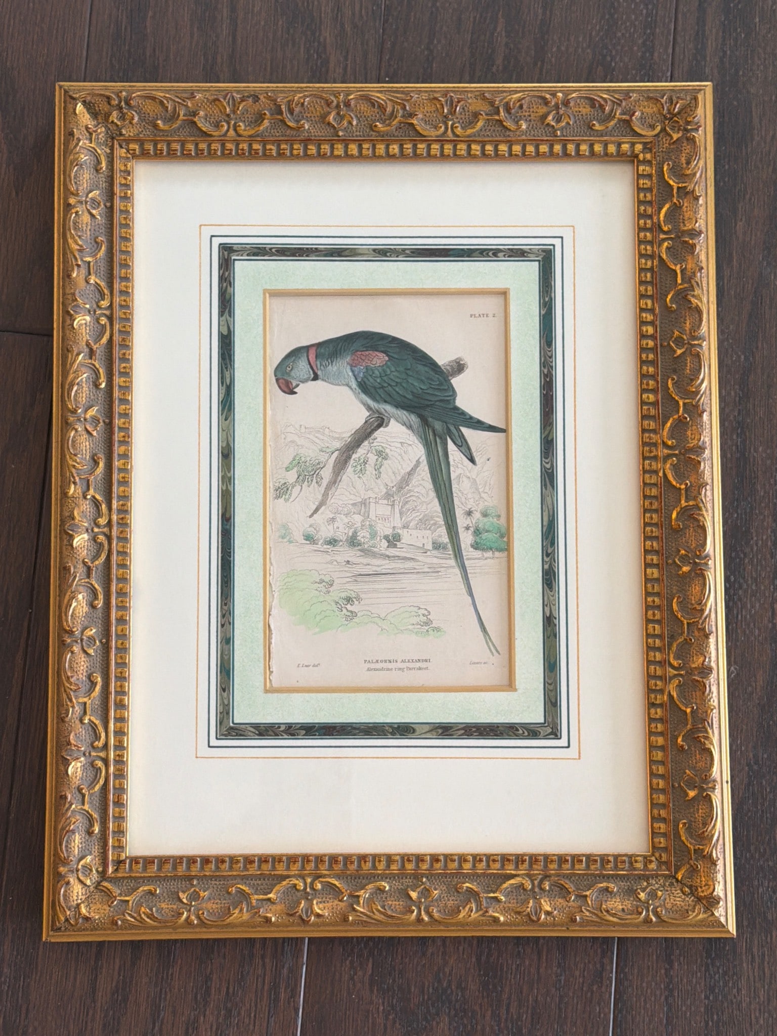 Framed Hand-Colored Engraving of Psittacula Eupatria (Alexandrine Parakeet) with Ornate Gilded Frame (1 of 6)