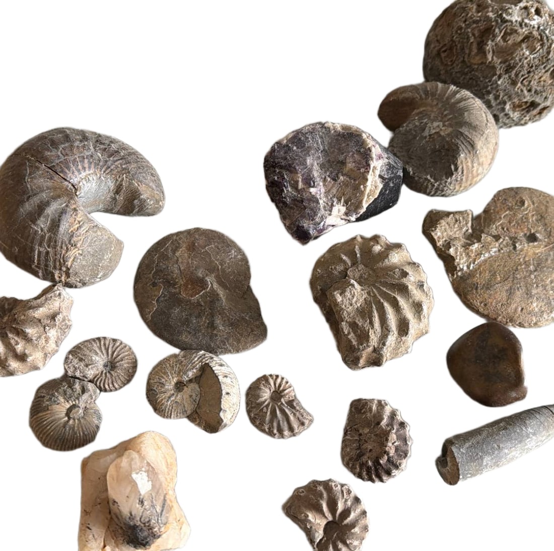 Fossilized Ammonites, Gastropods, and Stones (1 of 5)