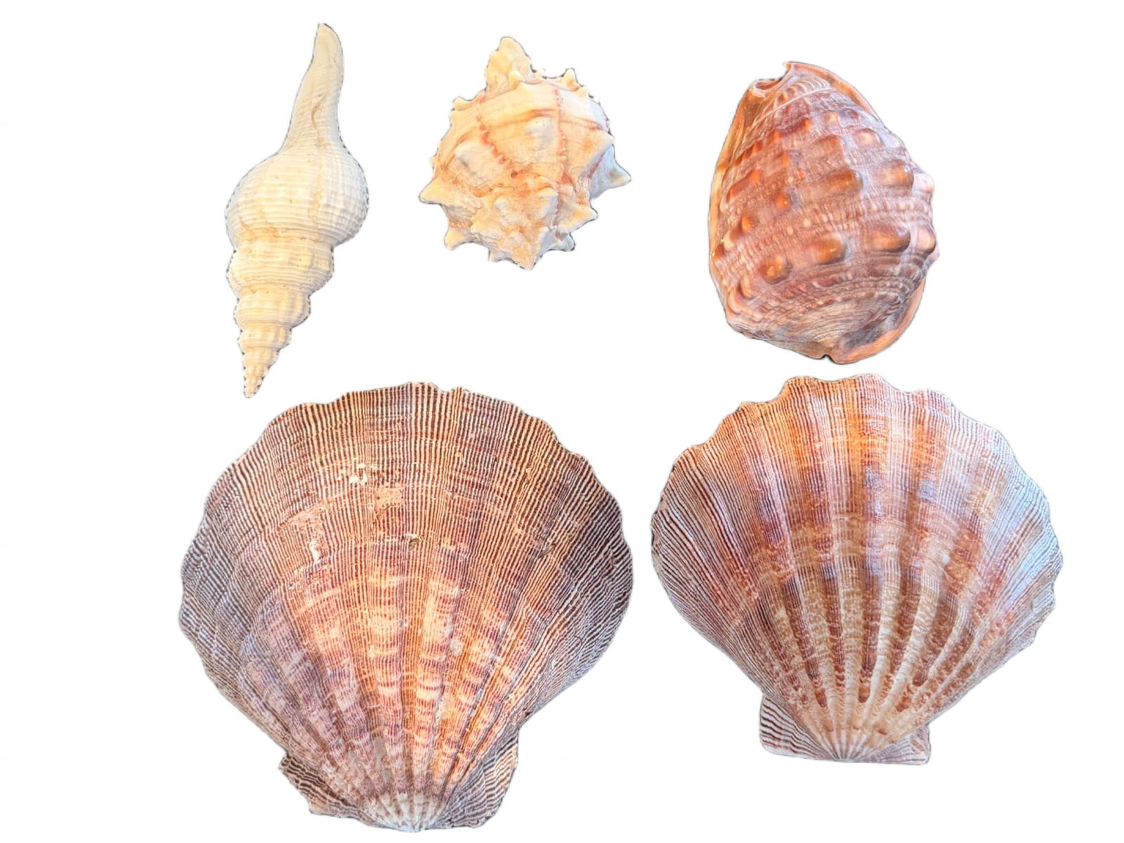 Five Varied Sea Shells in Natural Tones (1 of 6)