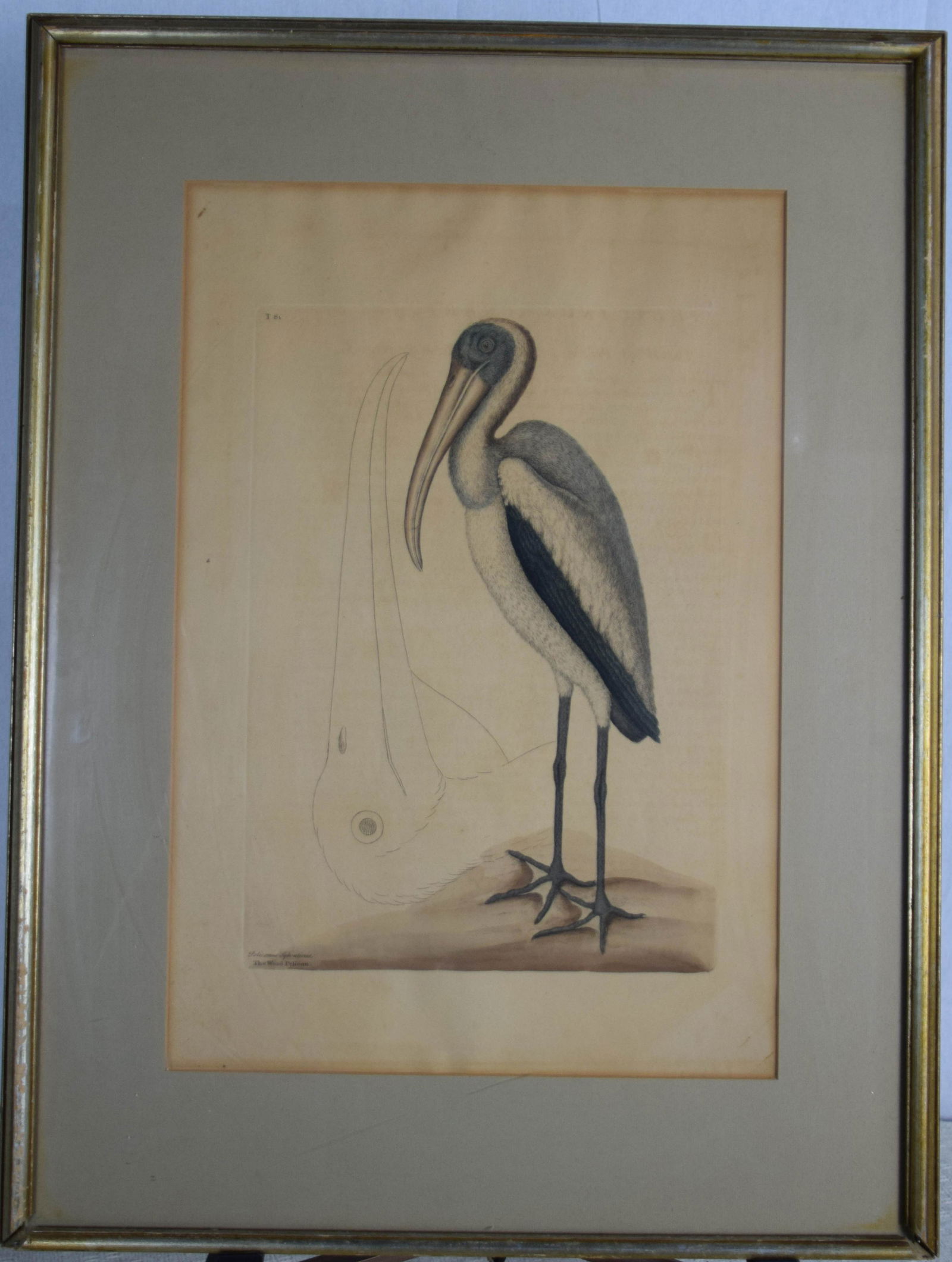 Catesby Chromolithograph-Wood Pelican: Englishman Mark Catesby wrote the "Birds of Florida and Carolina" in 1730s, preceding Audubon by 100 years. The framed Wood Pelican is from the first edition. These prints are copper wheel engravings