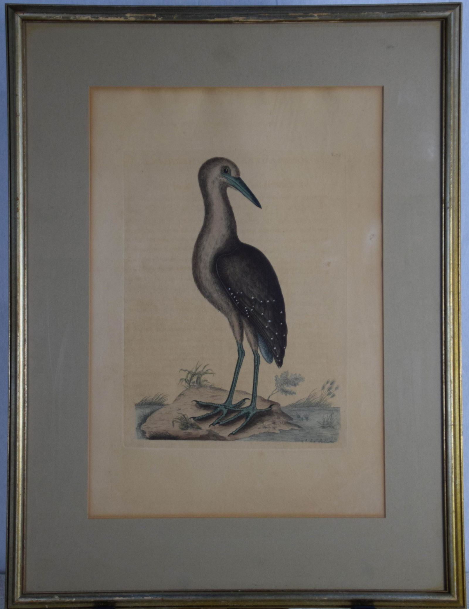 Catesby Chromolithograph-Brown Bittern: Englishman Mark Catesby wrote the "Birds of Florida and Carolina" int 1730s, preceding Audubon by 100 years. The framed Brown Bittern is from the first edition. These prints are copper wheel engraving