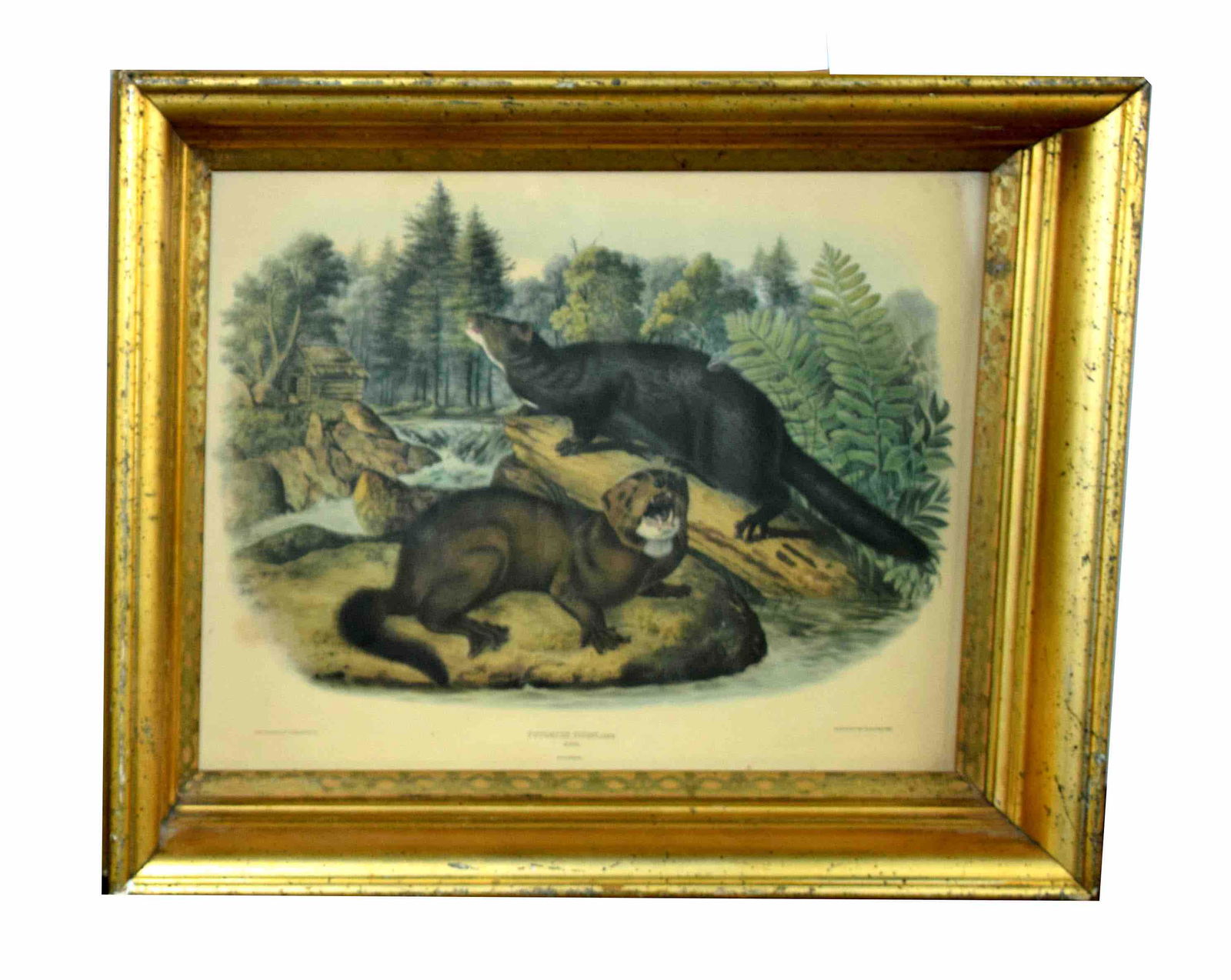 Audubon Engraving by J.T.Bowen - Minks (1 of 4)