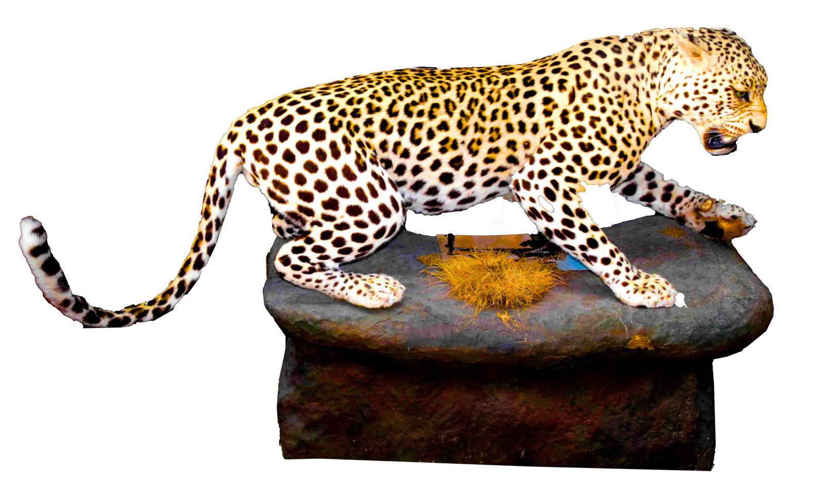 Leopard Taxidermy (1 of 4)