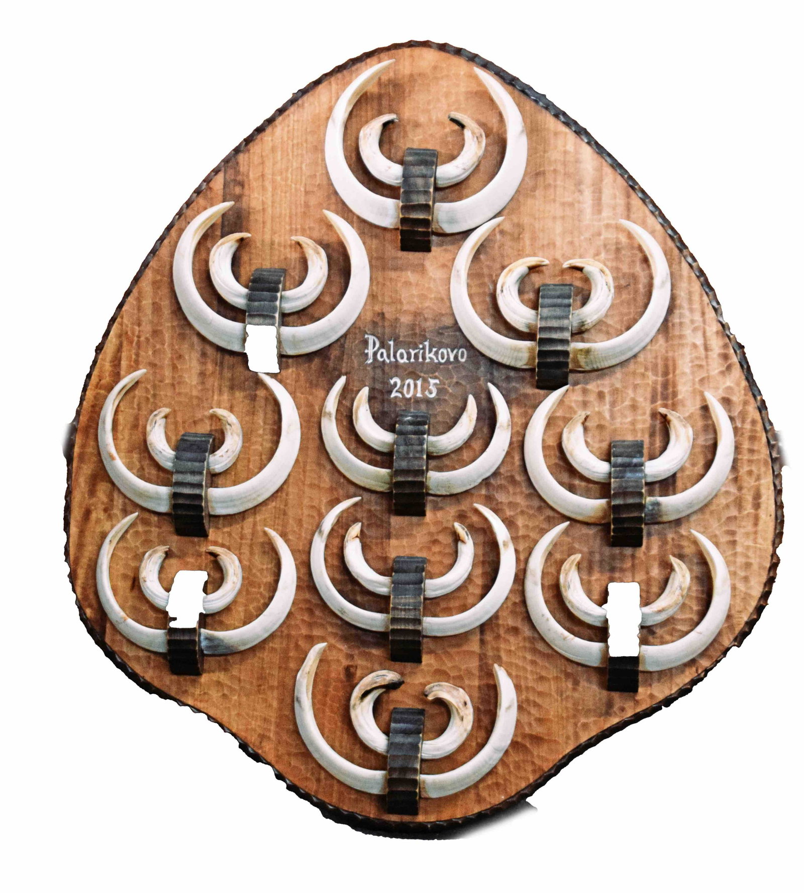 Mounted Boar Tusks: A st of 10 mounted boar tusks from Palarikovo Slovakia. Dimensions: 25" Height x 22.5" Width