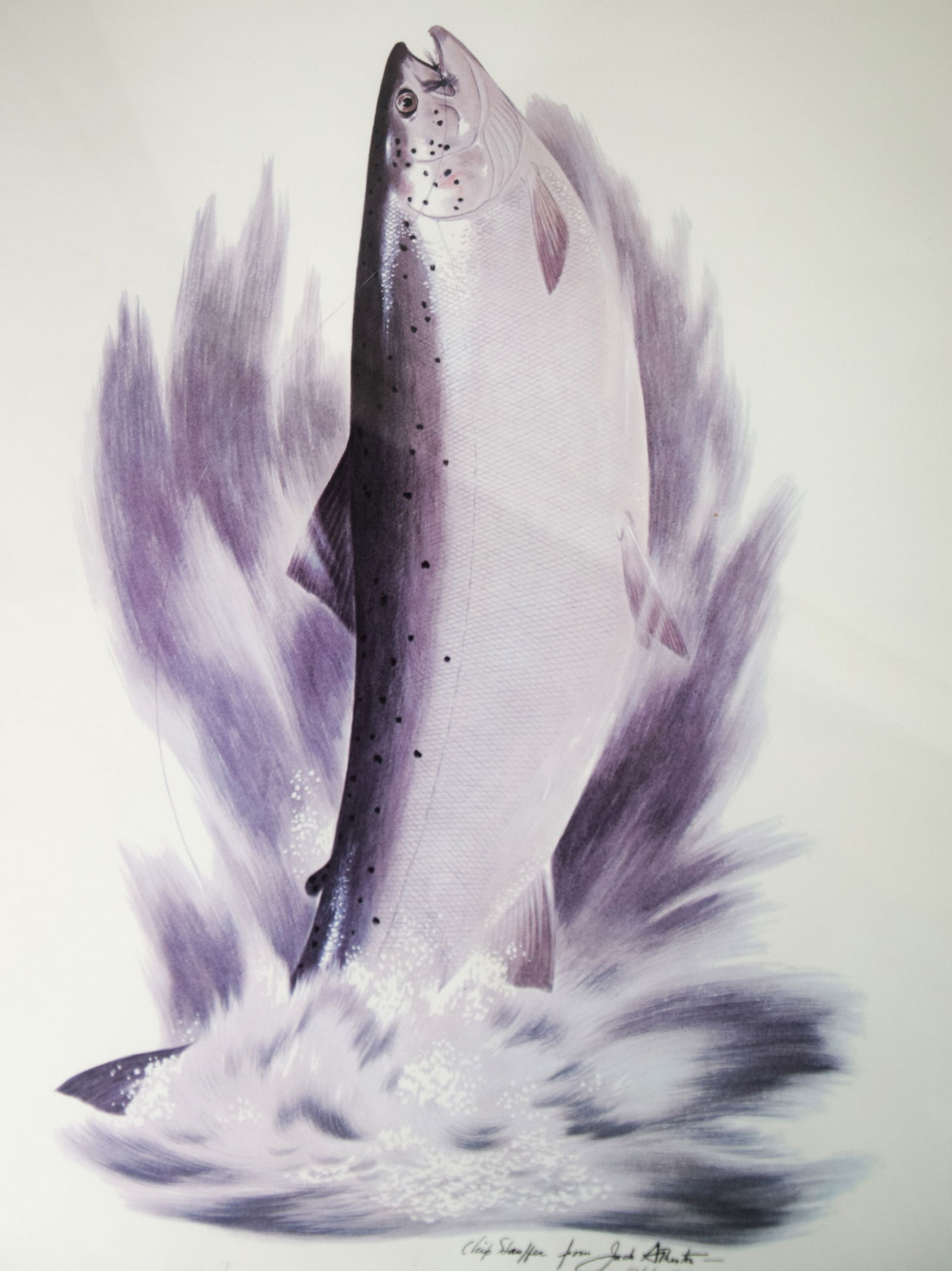 Signed Atherton Salmon: John Atherton lithograph by Chip Stauffer of a salmon exploding from the water. Signed, 1951 number 455 of 750. Dimensions: 29" Height x 25" Width