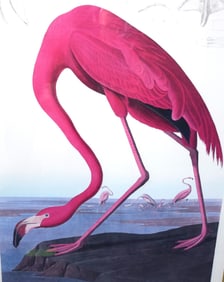 J.J. Audubon Print