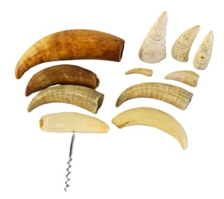 Lot of 11 Whale Teeth
