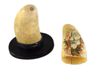 Two Whale Teeth