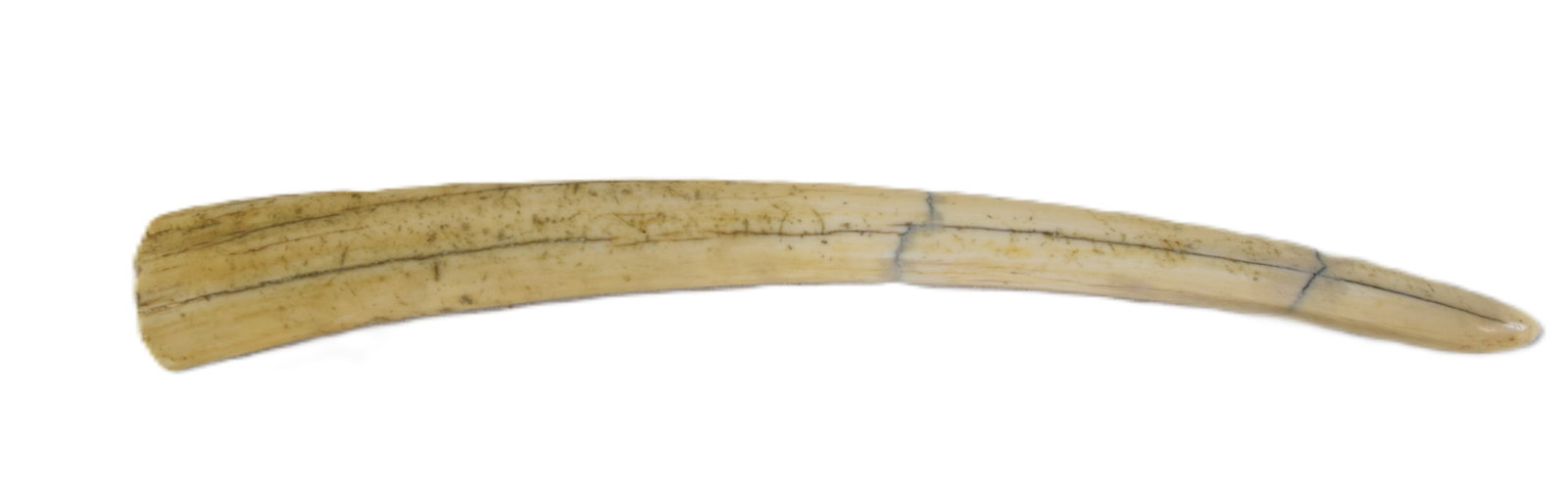 Walrus Tusk: 19th Century Walrus tusk. Dimensions: 14.5"L