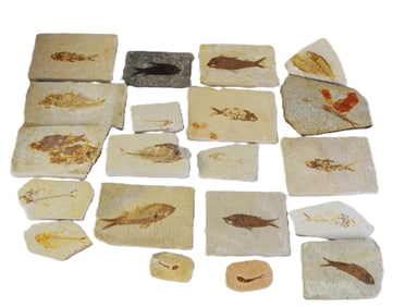Collection Of Fossil Fish