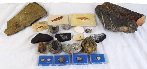 Fossil Collection