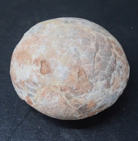 Dinosaur Egg Fossil
