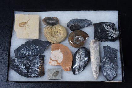 Display of Fossils
