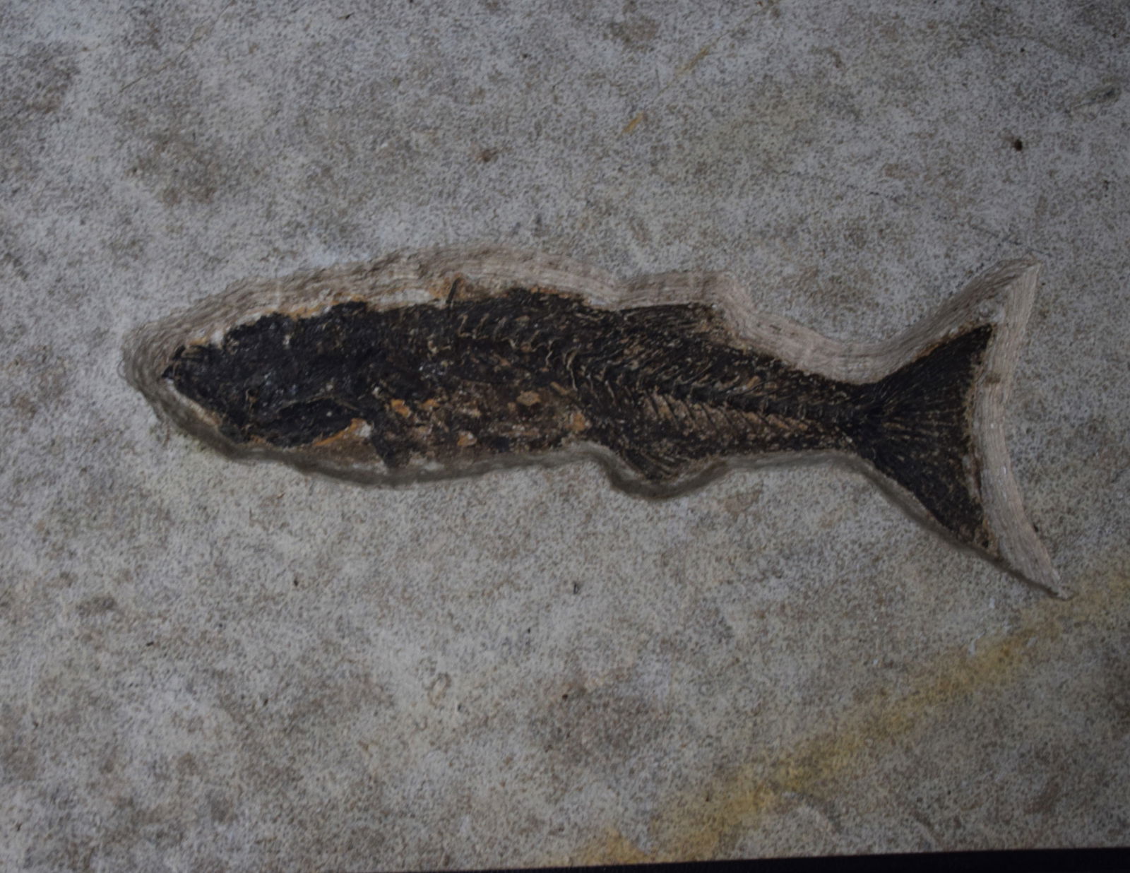 Large Fish Fossil: Large detailed fish fossil showing bone structure, head and tall, complete. From Green River, WY. Dimensions: 14" L of fossil, 14.5 x 19.5 Overall