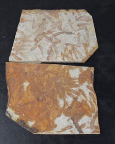 Two Schools Of Fish Fossils