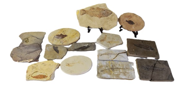 Fossil Collection
