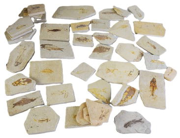 Fossil Fish Collection