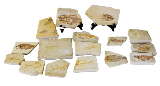 Fossil Fish Collection