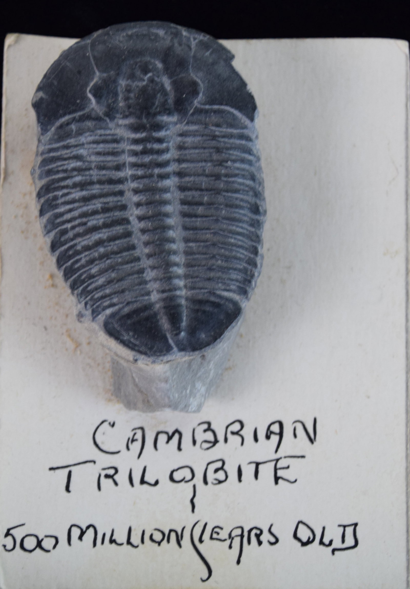 Fossil Lot - 2