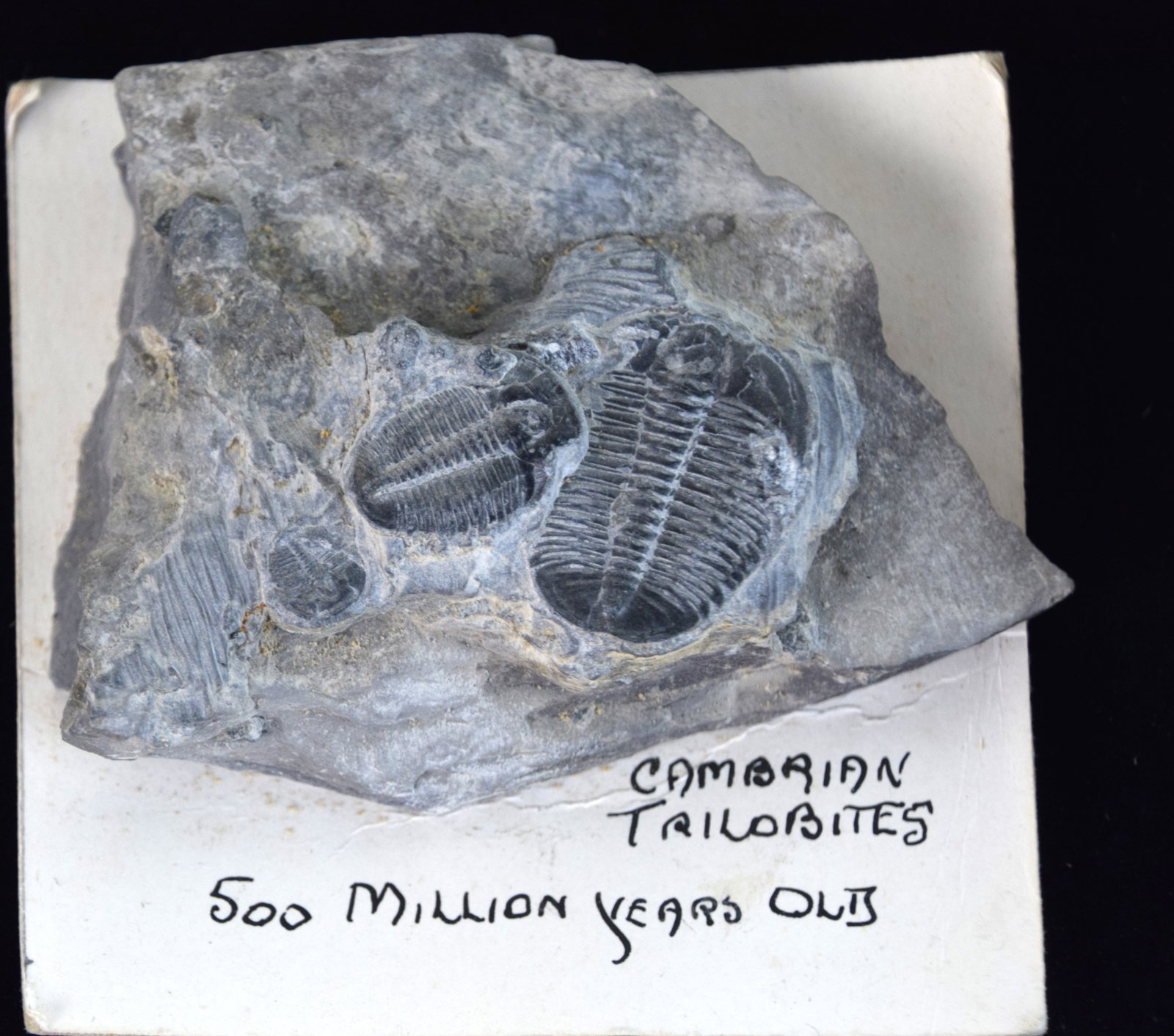 Fossil Lot - 3