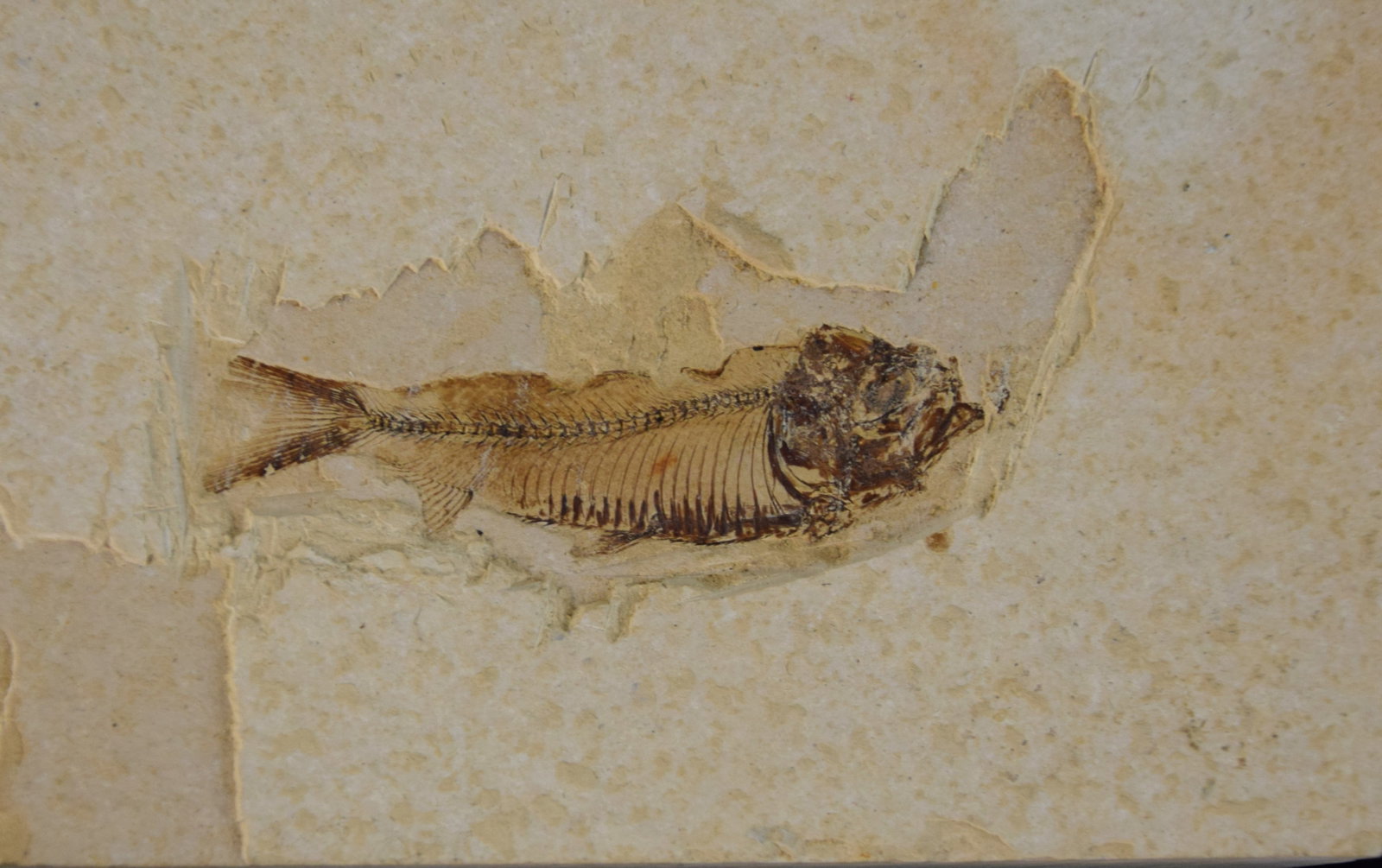 Fossil Lot - 4