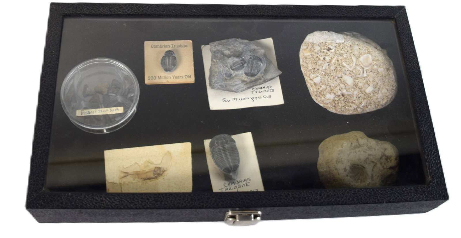 Fossil Lot - 5