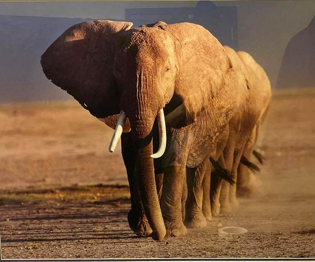 Amboseli Crossing, Legacy Reserve Collection, 1994: Amboseli Crossing, Legacy Reserve Collection, 1994, Photograph Signed in Gold Frame Thomas D. Mangelsen, Amboseli Crossing is Thomas's most engaging and celebrated photograph. The Elephants are depict