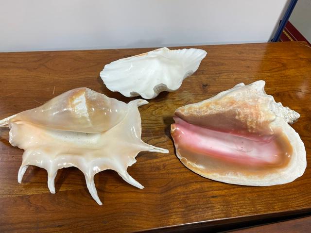 Shell Collection (1 of 1)