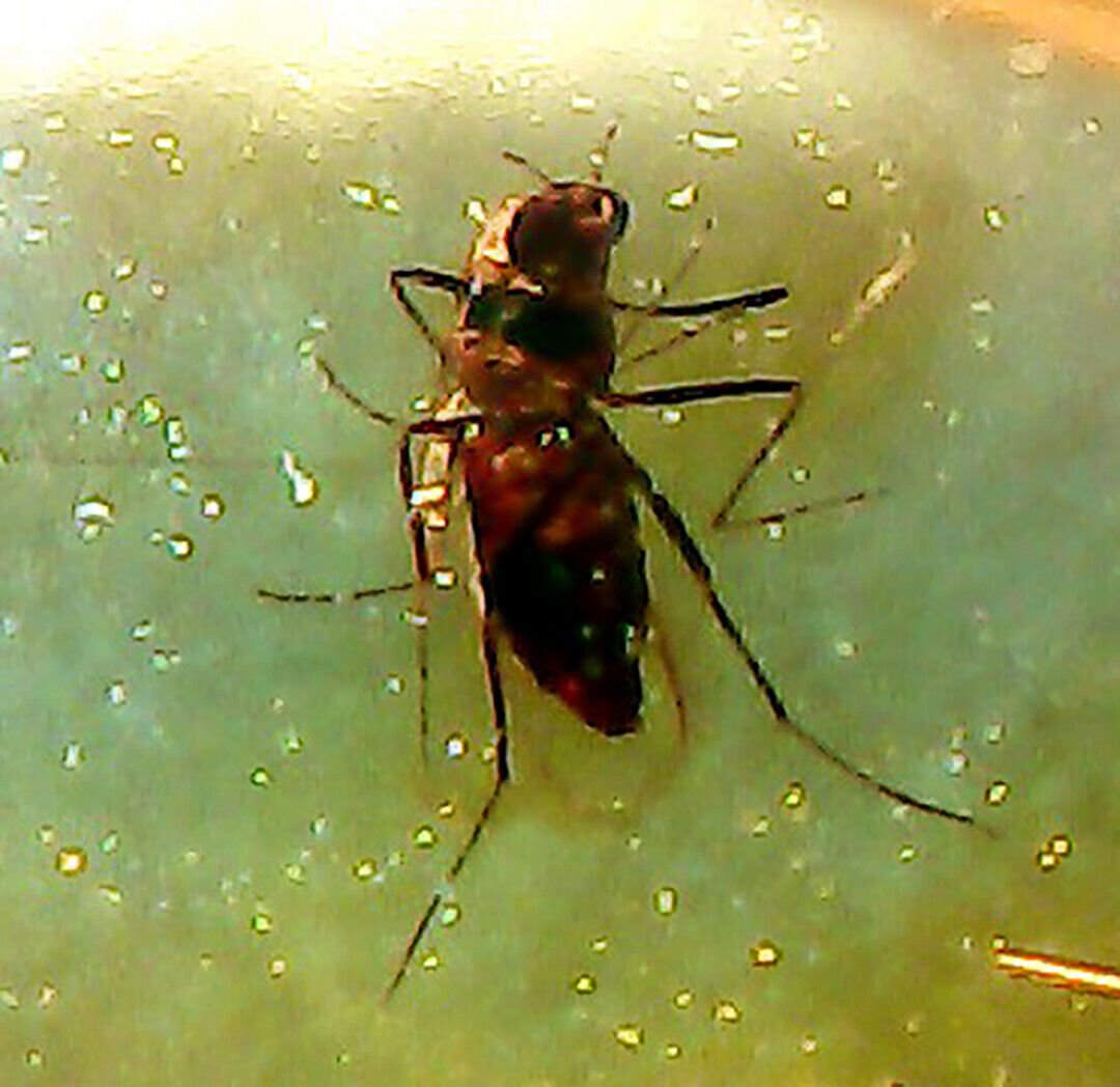 Baltic Amber wasp fly inclusion w/4x magnifying case (1 of 4)