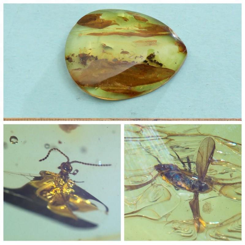 Insects natural Baltic amber stone pendant inclusions: Faceted pendant shape unique amber piece with inclusion which is 45-50 million years old. Collectible piece! In stone 2 inclusions. Weight: 7.04 gram (0.24 oz) Inclusion: Fly (Diptera)Age: 45-50 milli
