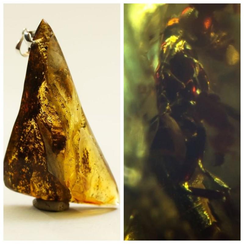 Natural Baltic amber pendant 2 inclusions insect fly (1 of 7)