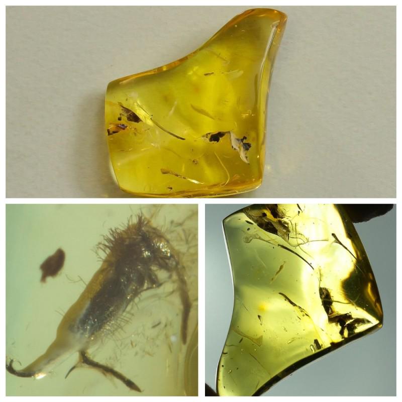 Natural Baltic amber inclusion insect raw stone (1 of 7)