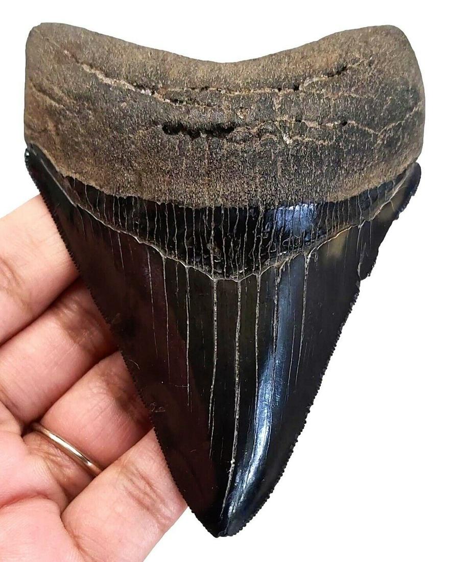 Authentic fossil dino megalodon shark tooth jaw teeth: Name: Fossil Shark Tooth. Size: 3,9 inch (100 mm). Condition: Good vintage condition as a photo. Authentic Megalodon tooth. There are absolutely no repairs and no restorations. Age 2 to 14 Million yea