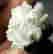 item-131532061=6